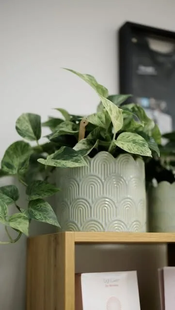 A pothos plant on a wooden shelf in the studio
